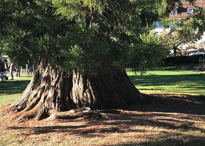 Smart 弗罗伊登施塔特